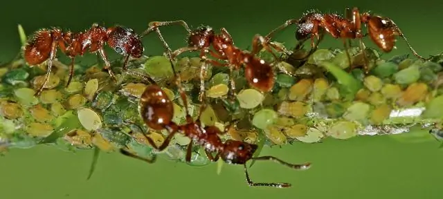 Останется ли Дуайт с Анжелой?