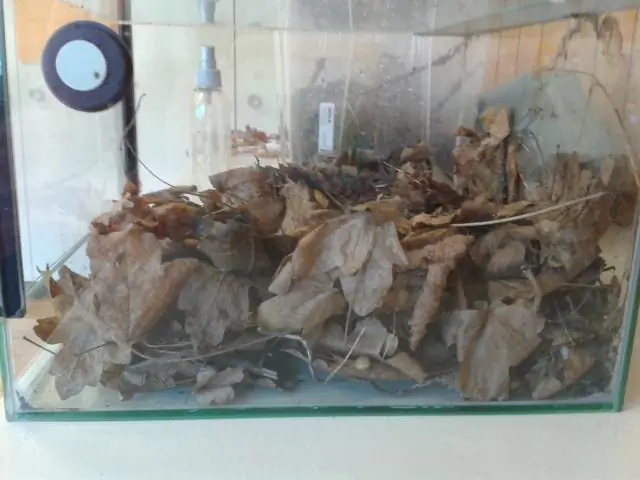 Где я могу посмотреть игру Cowboys?