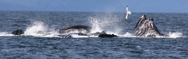 Есть ли в спектре канал Ovation?