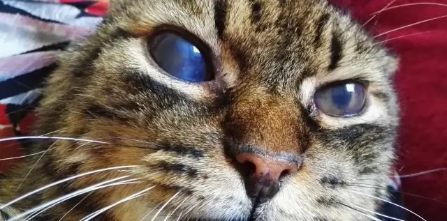 Могу ли я посмотреть игру Rays онлайн?