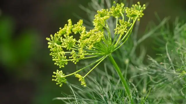 Как мне написать на шоу Today?