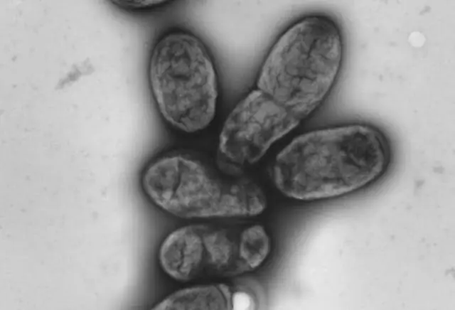 Что такое отвратительная эпидемия?