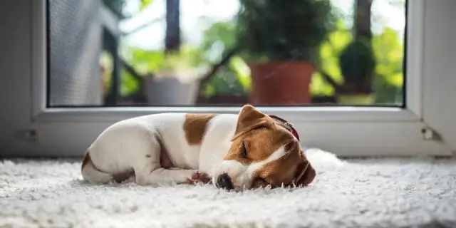 Когда щенкам следует начинать тренировку аджилити?