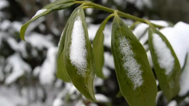 Теряют ли листья жакаранды зимой?