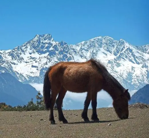 Кто такой премиум Цум Цум?