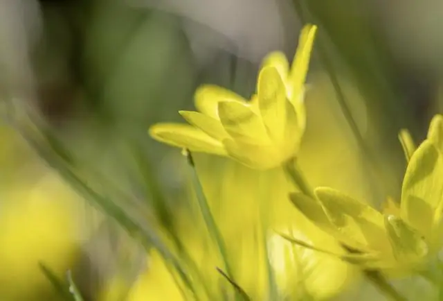 Какой звук издает soft c?