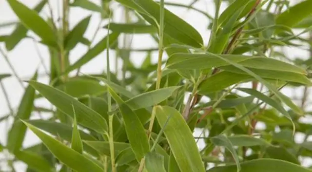 Инвазивны ли корни тополя?