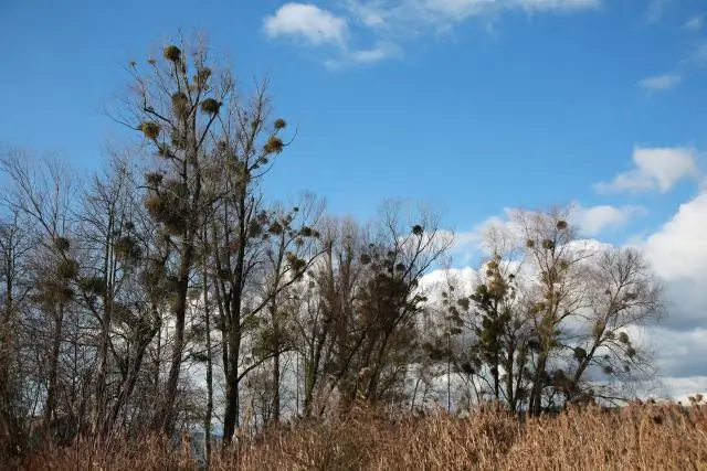 Теряют ли листья зимой хачаранды?