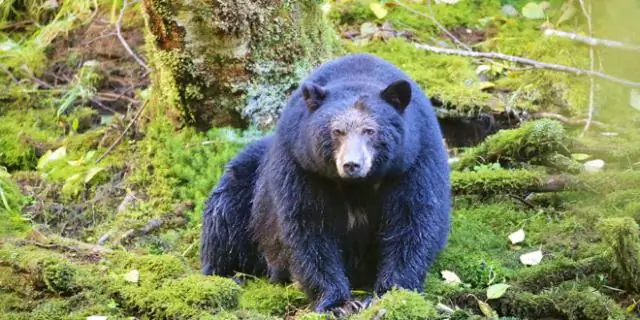 Что означают блеф и бахвальство?