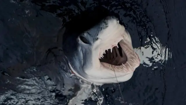 Для чего нужен костюм Tanooki?