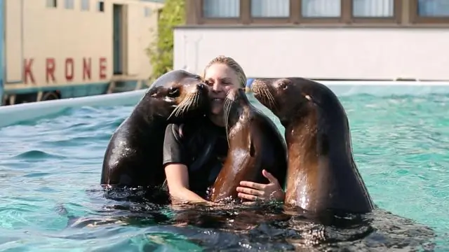 Повышают ли загадки IQ?