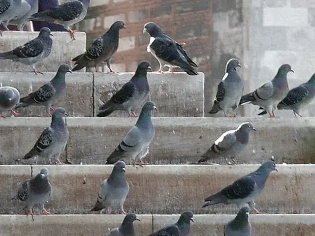 О чем речь полковника Шербурна в «Геке Финне»?