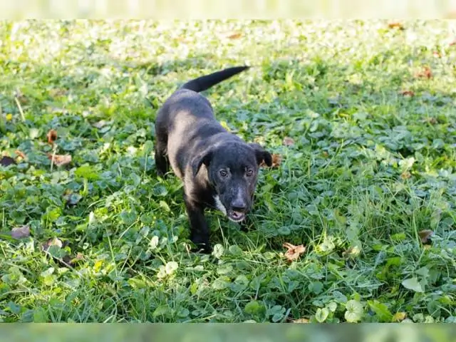 Какой расы Эми Тан?