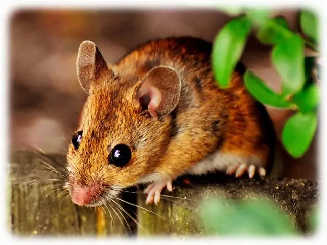 Сколько существует томов Maus?