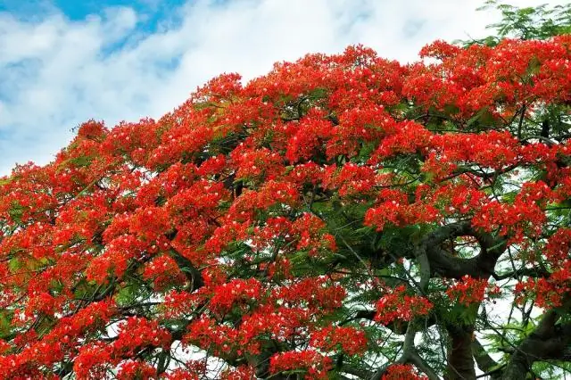 Какого роста вырастает Роял Пуанчиана?