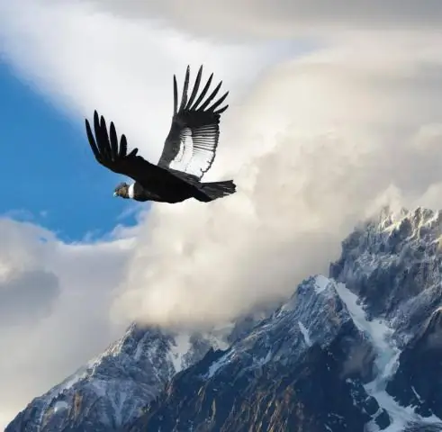 Почему птица сочувственно хлопает крыльями?