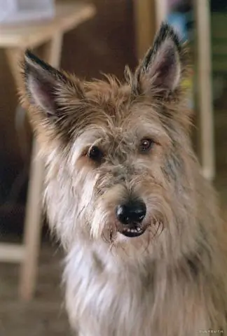 Сколько лет собаке Винн Дикси?