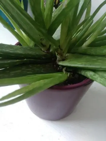 Должен ли я срезать мертвые листья с моей мирной лилии?