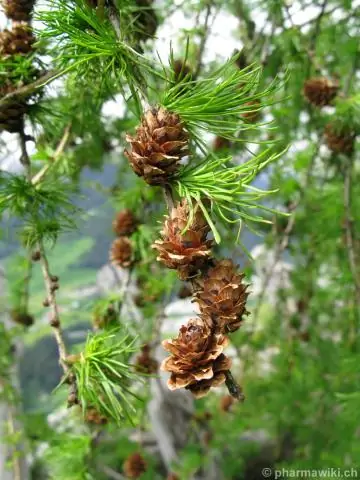 Что такое пустошь в литературе?