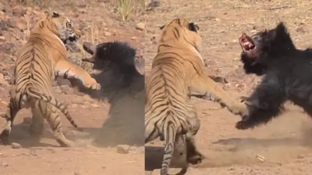 Как он умер в дикой природе?