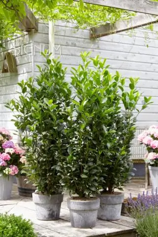 Будет ли расти инжир в зоне 6?