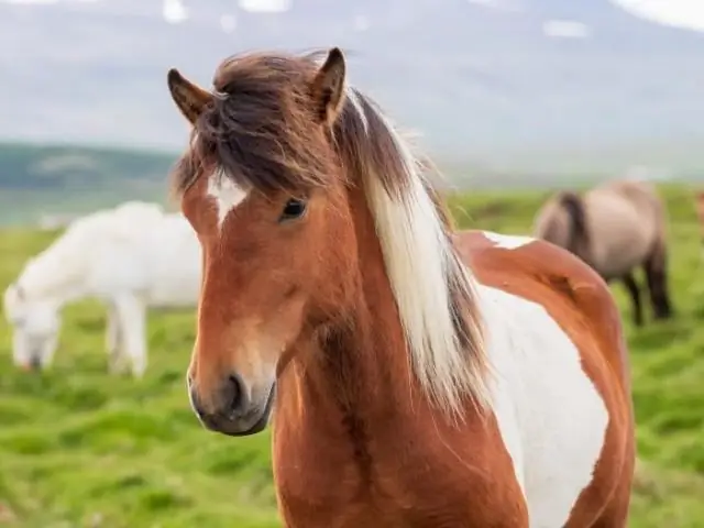 Сказочный - настоящее слово?