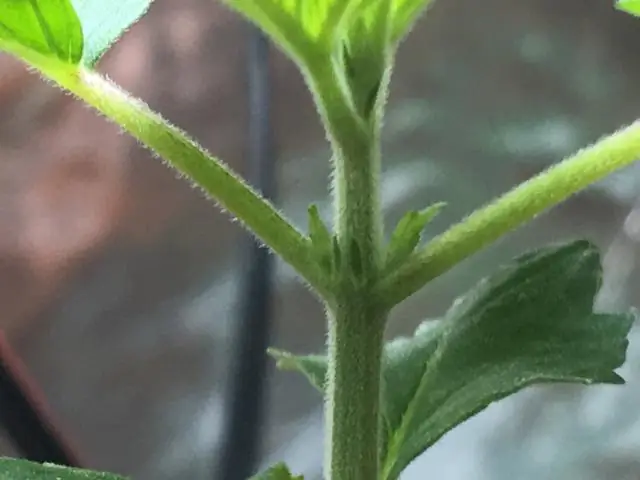 Как узнать, созрел ли инжир?