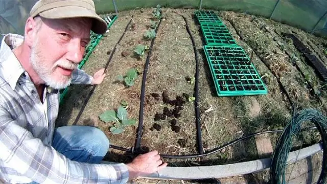 Сколько инжира в литре?