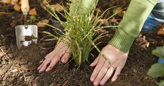 Как сажать пучок конфет?