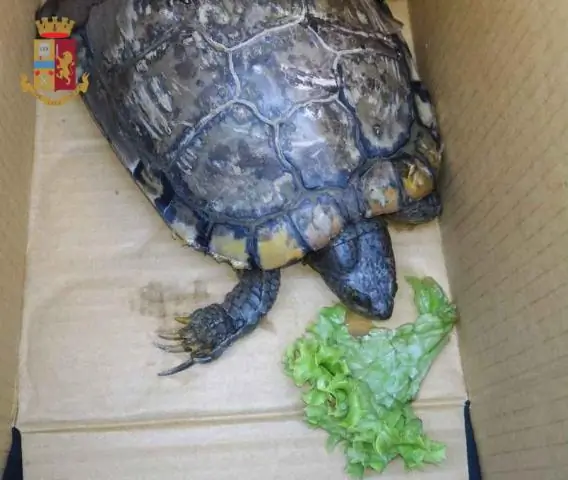 Как картонная упаковка спасает Дарнея?