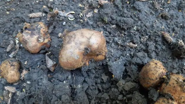 Где растут черные фиги миссии?