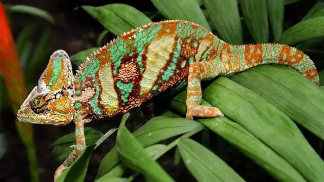 Какая тема в сказке о лекарях?