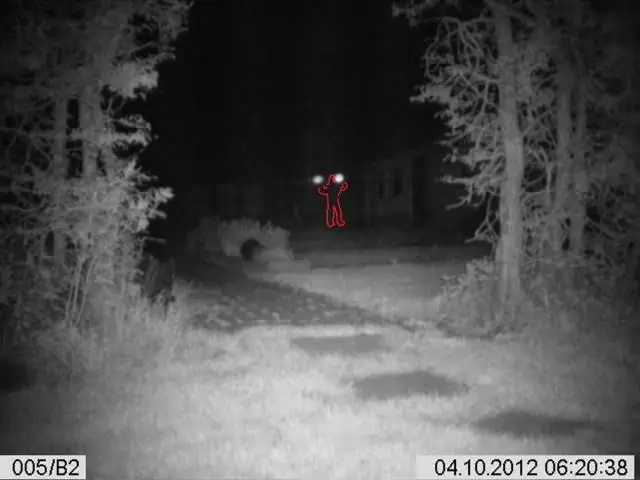 Как выглядит черника?