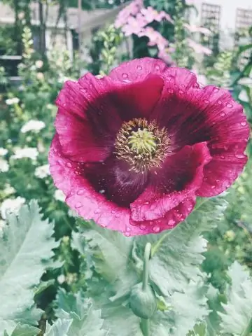 Для чего используются розовые маки?