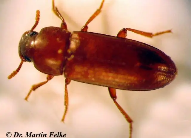 Как долго вы замораживаете муку, чтобы убить насекомых?