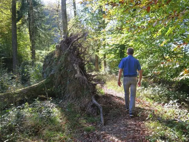 Могут ли деревья блокировать сигнал DirecTV?