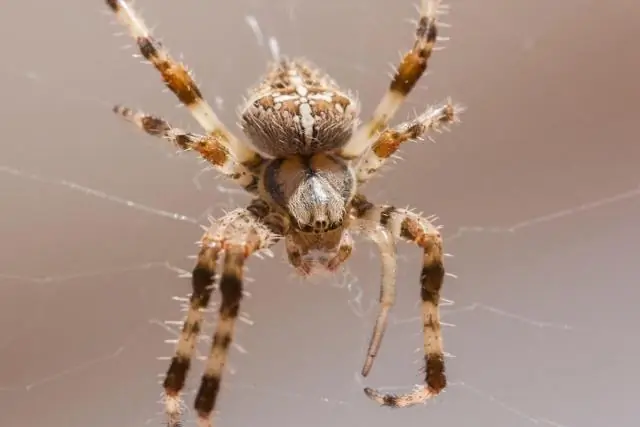 Как Ананси превратился в паука?