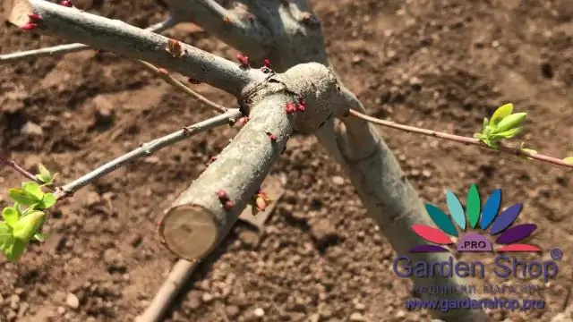 Вы сокращаете Wallflowers?