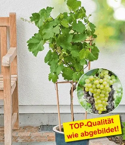 Как смотрители кладбища выращивают виноград?