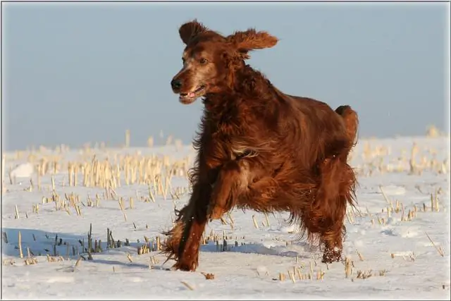 Почему ушла Шеннон Шарп?