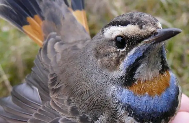 С какой станции идет пляжная музыка на радио XM?