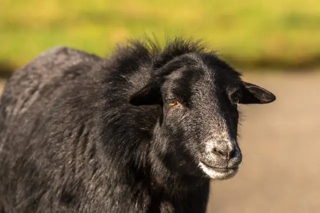Где Майя Анджелоу прожила большую часть своей жизни?