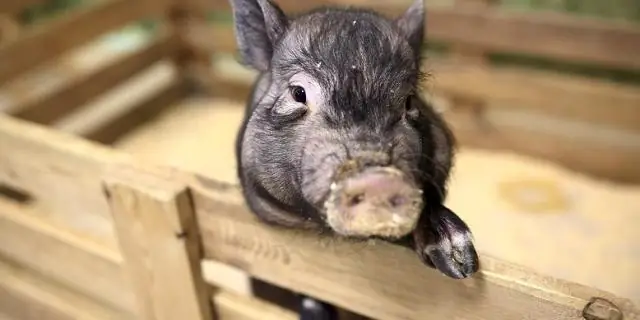 Что рифмуется со словом свинья?