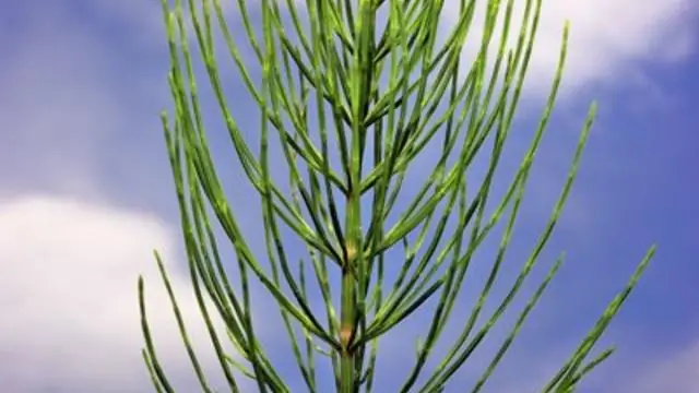 Как размножаются подснежники?