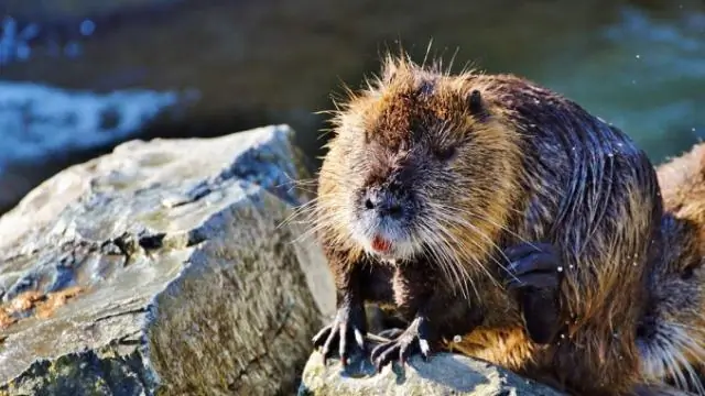 Кто враги Bandidos?