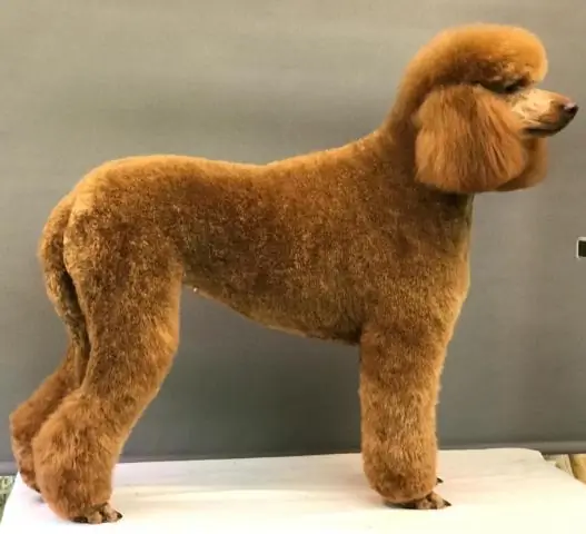 Как использовать Verstehen в предложении?