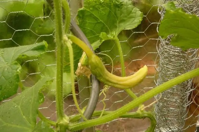 Почему листья инжира на моей скрипке становятся коричневыми?