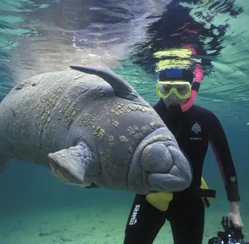 Что разрешено делать LPN во Флориде?