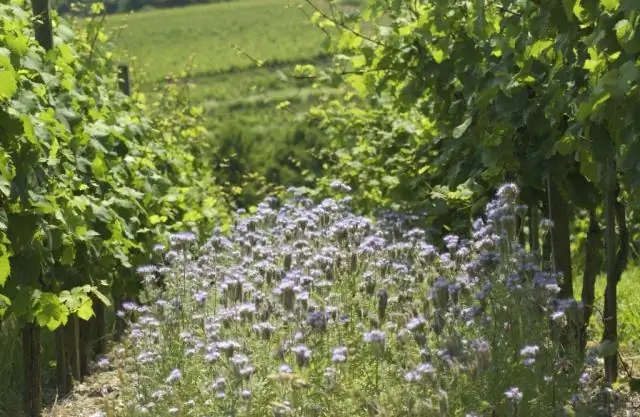 Что означает BIO в Instagram?