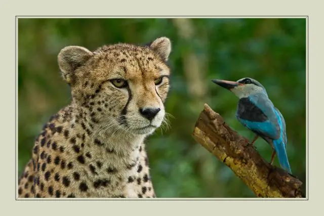 Как написать сочинение о надеждах и мечтах?